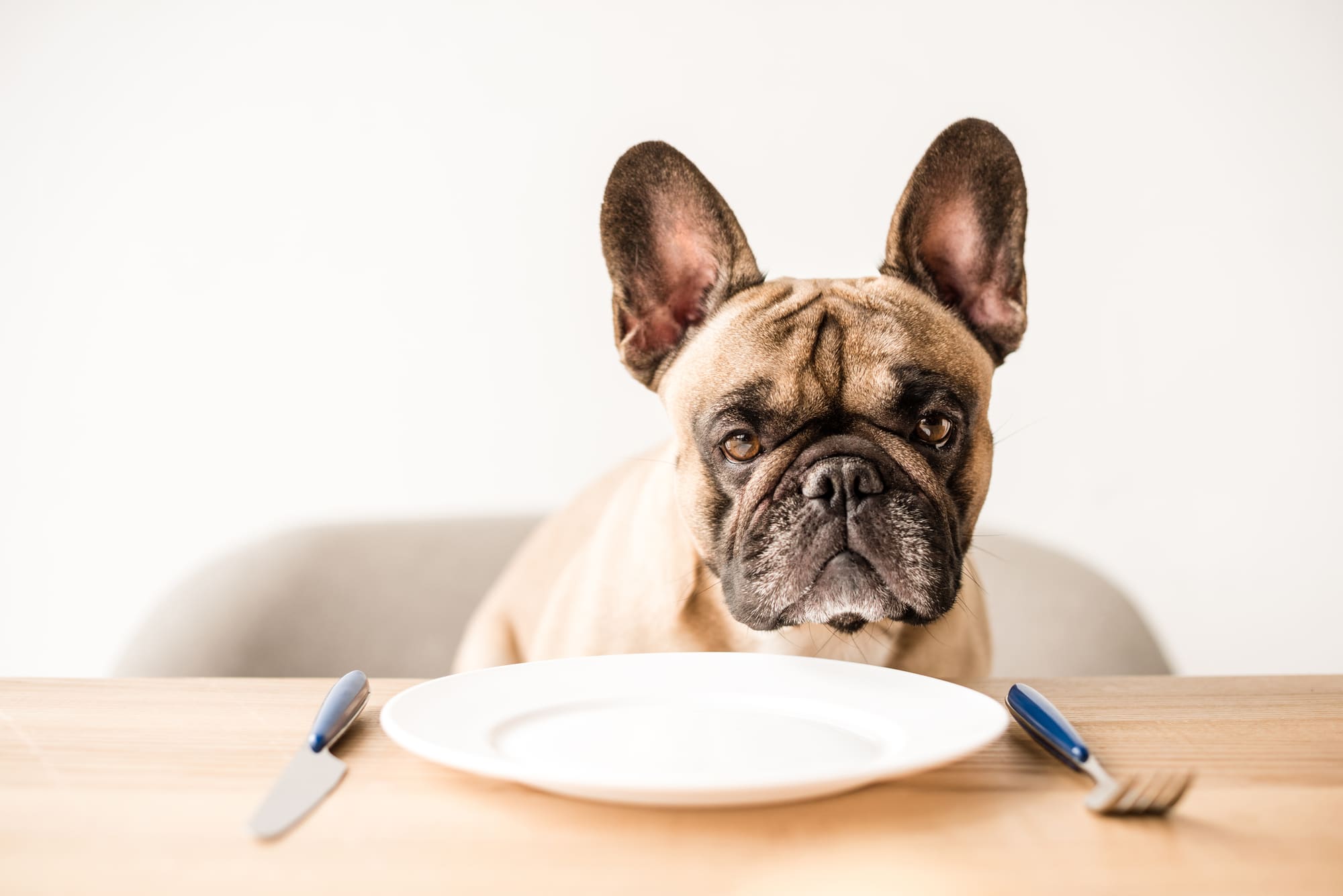 French bulldog in front of empty plate