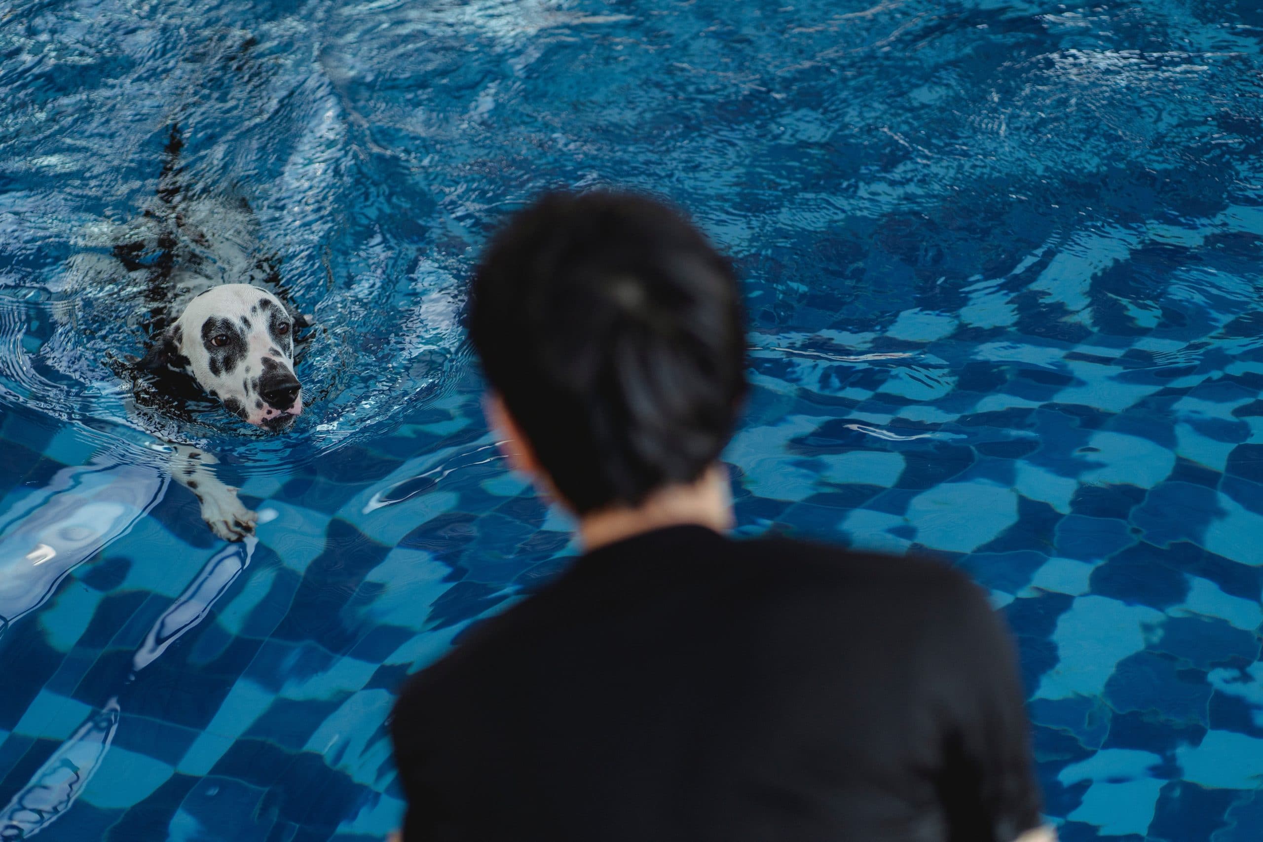 dalmatian swimming to owner