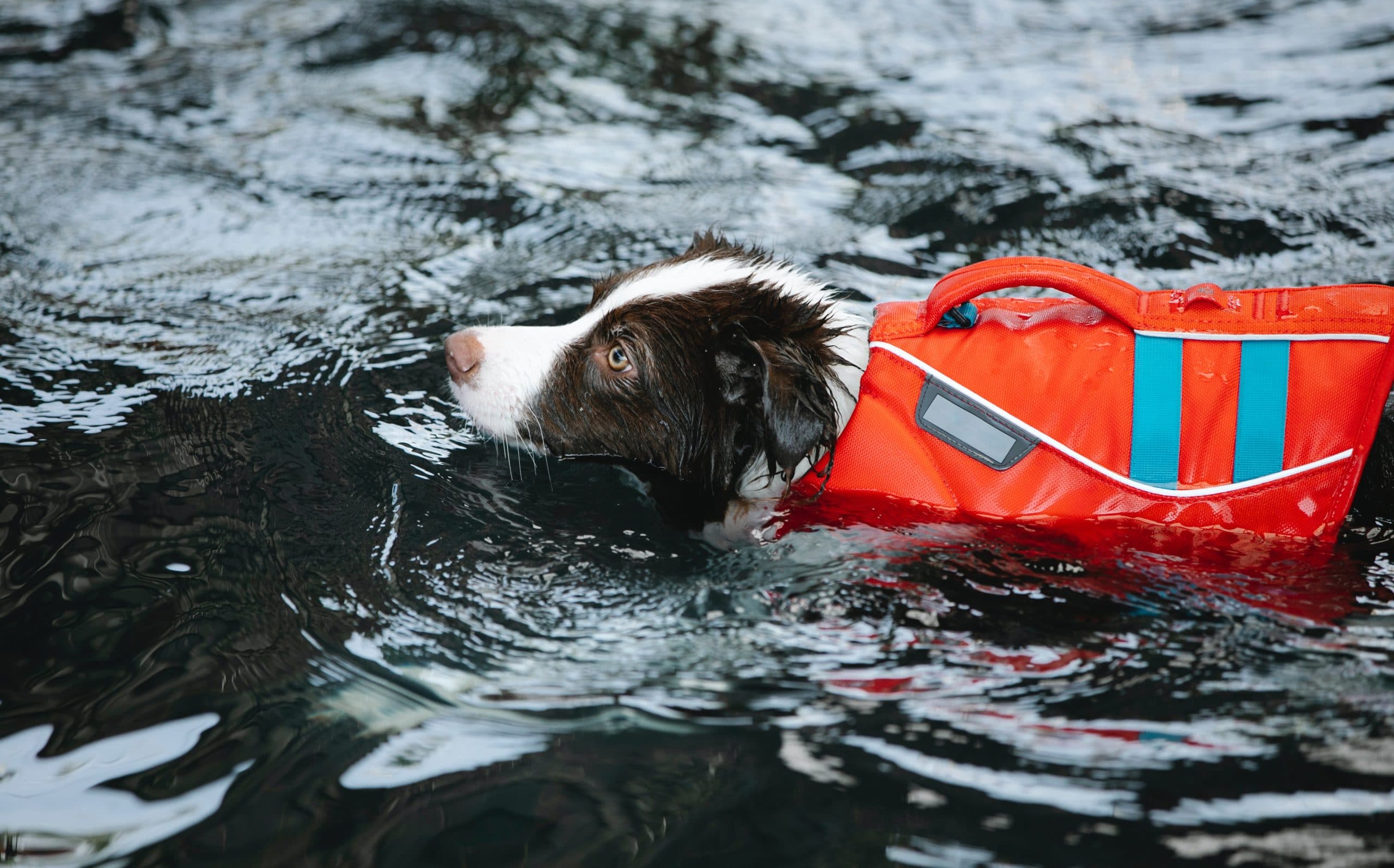 dog wearing life jacket in the water