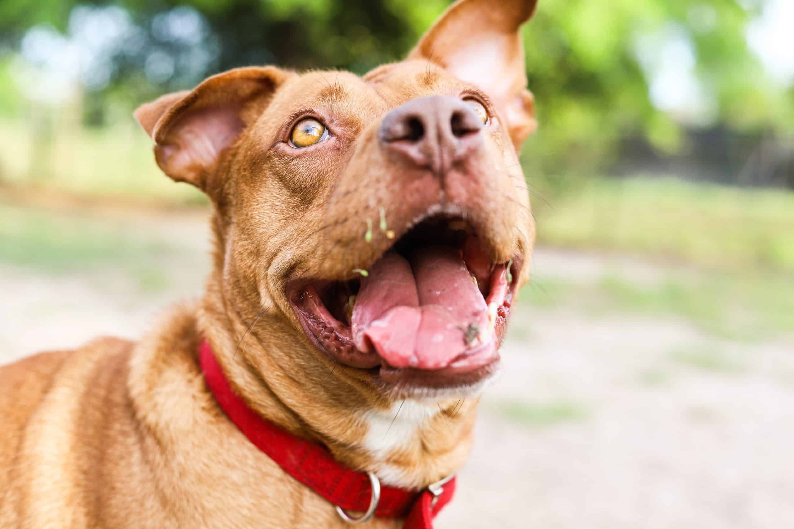 happy pit bull face