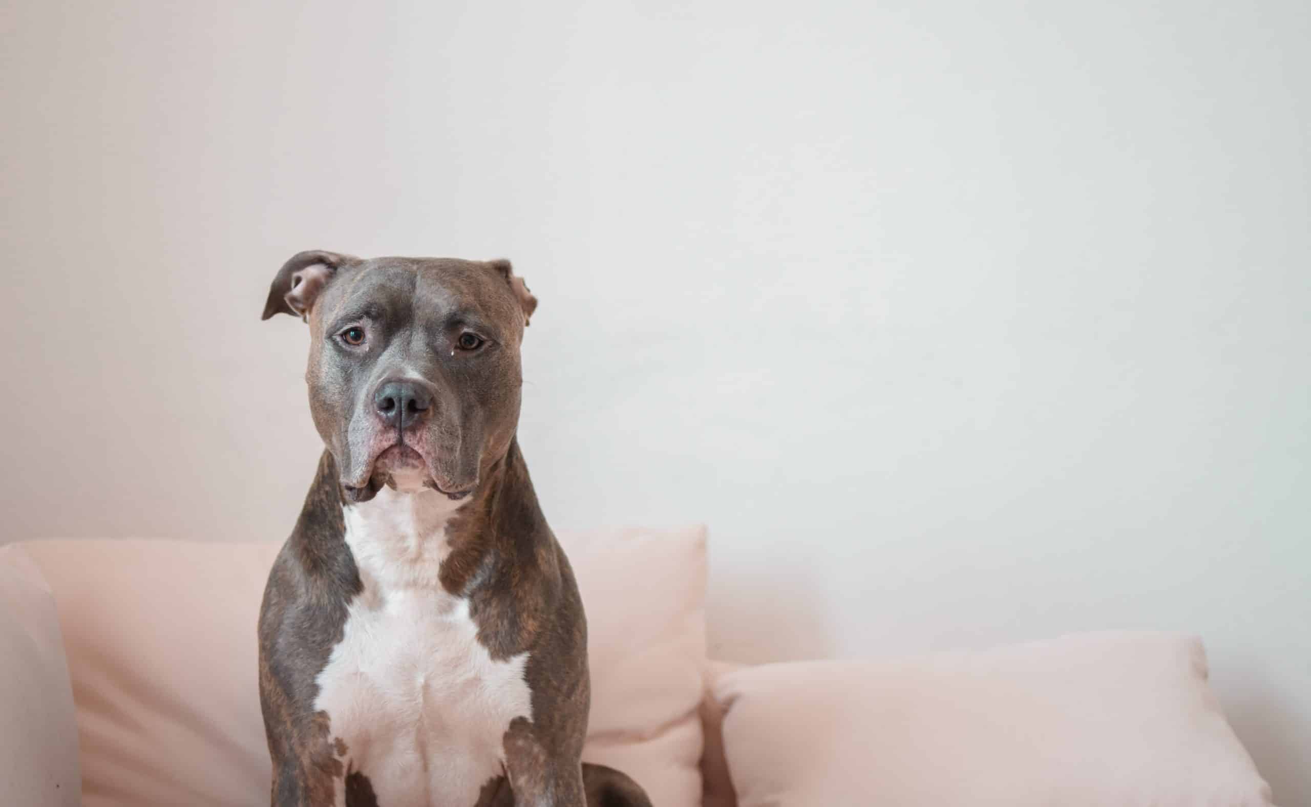 Pitbull dog on a couch.