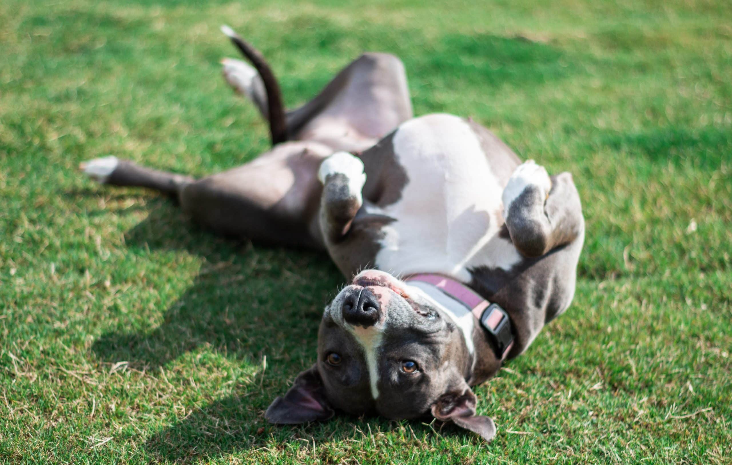 pit bull rolling over in the grass