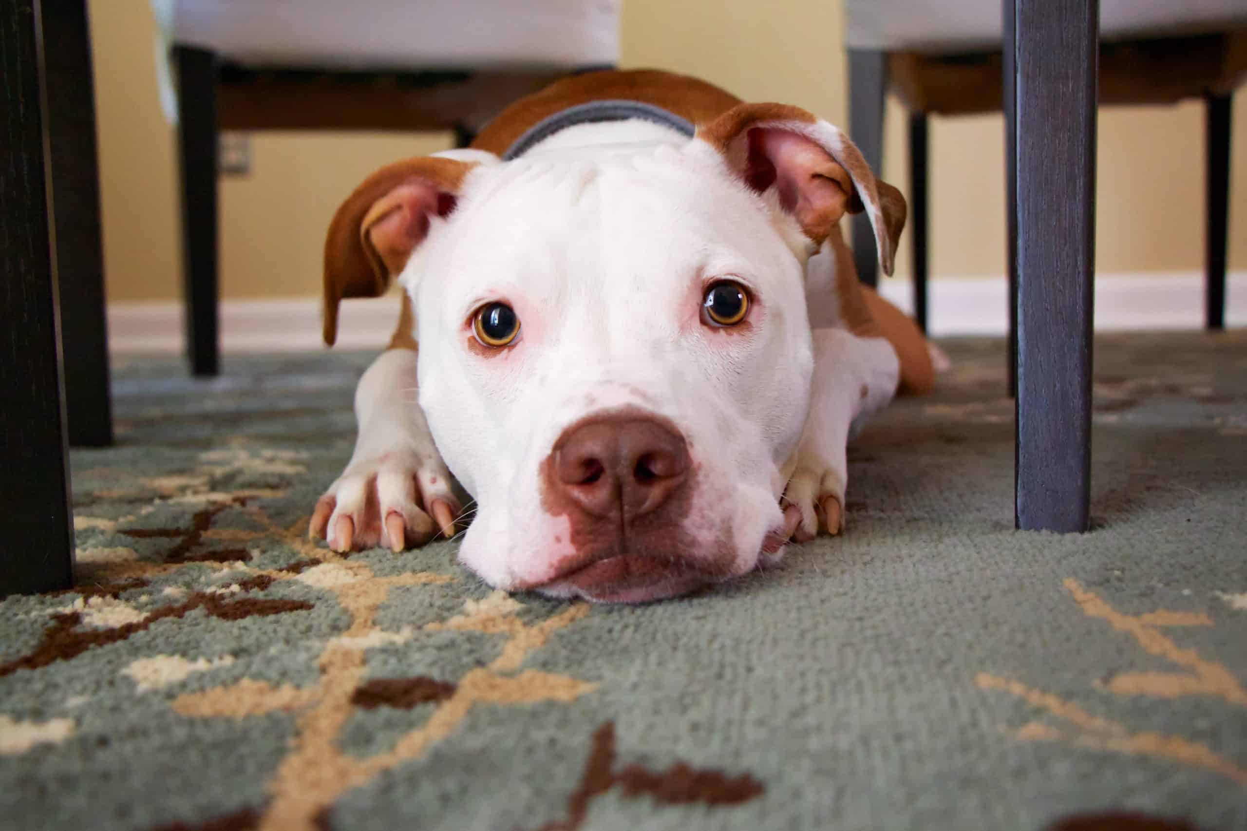 Sweet looking pit bull lying under table