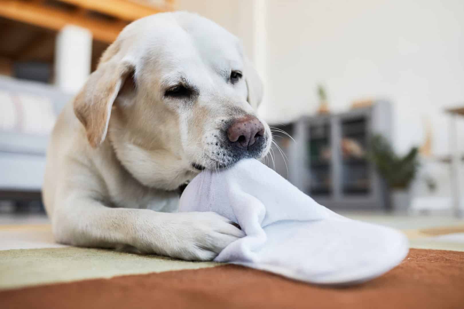 dog chewing on white slipper