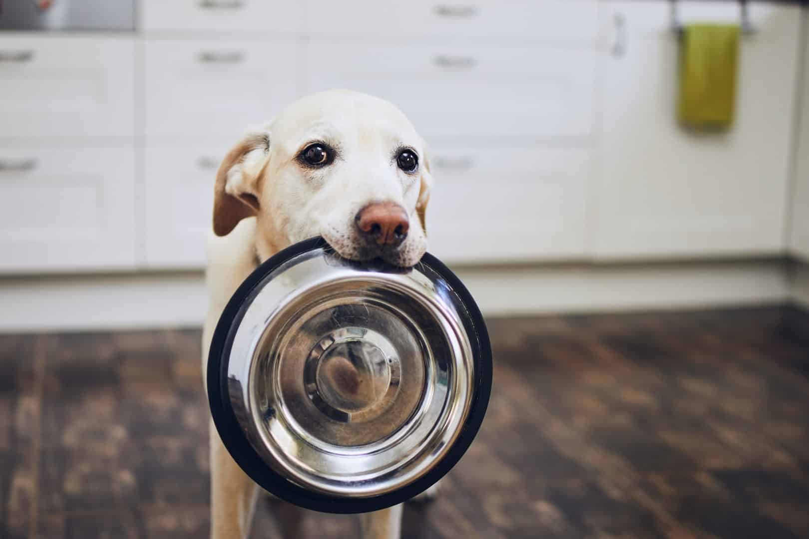 yellow lab holding empty food dish in mouth