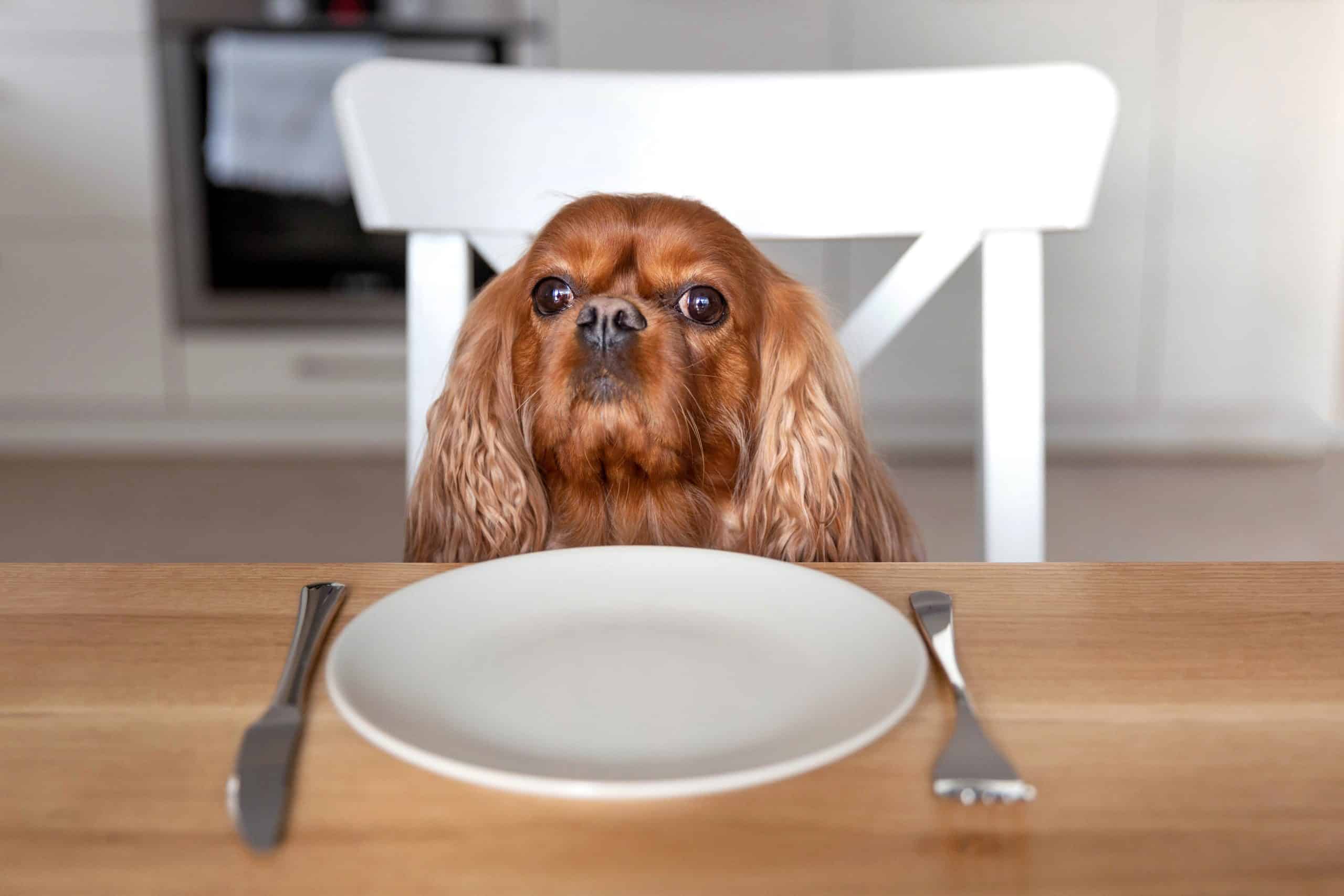 dog sitting in chair in front of empty place setting
