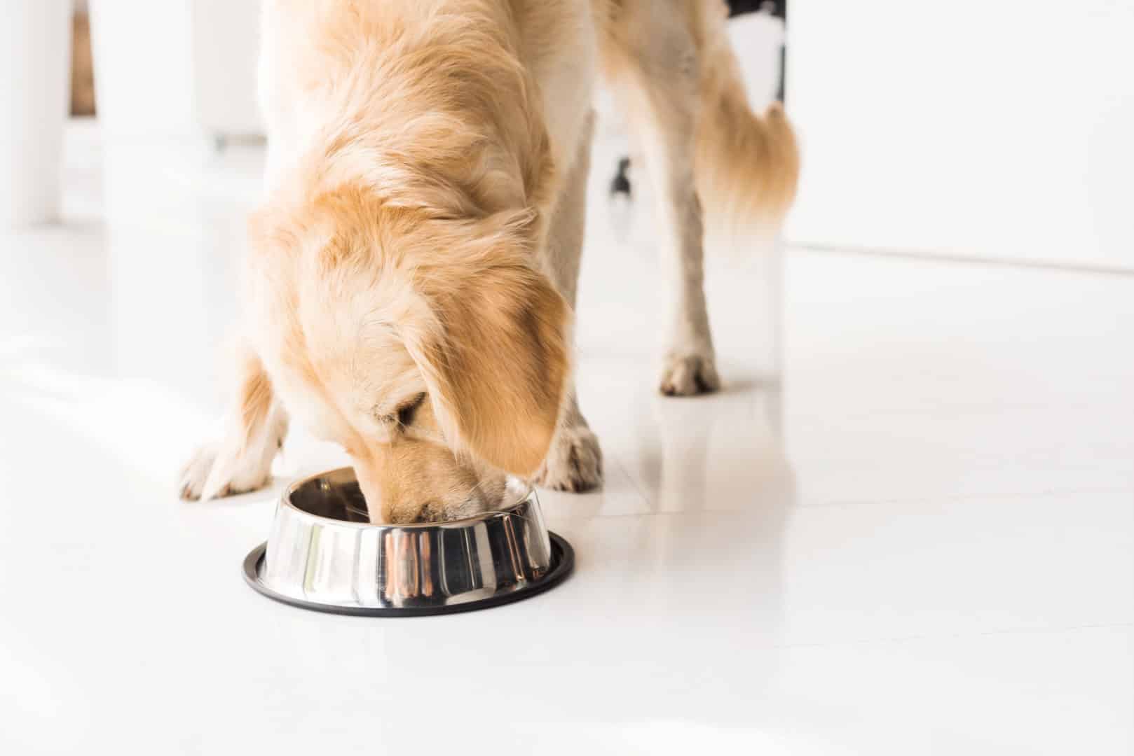 golden retriever eating from metal dish
