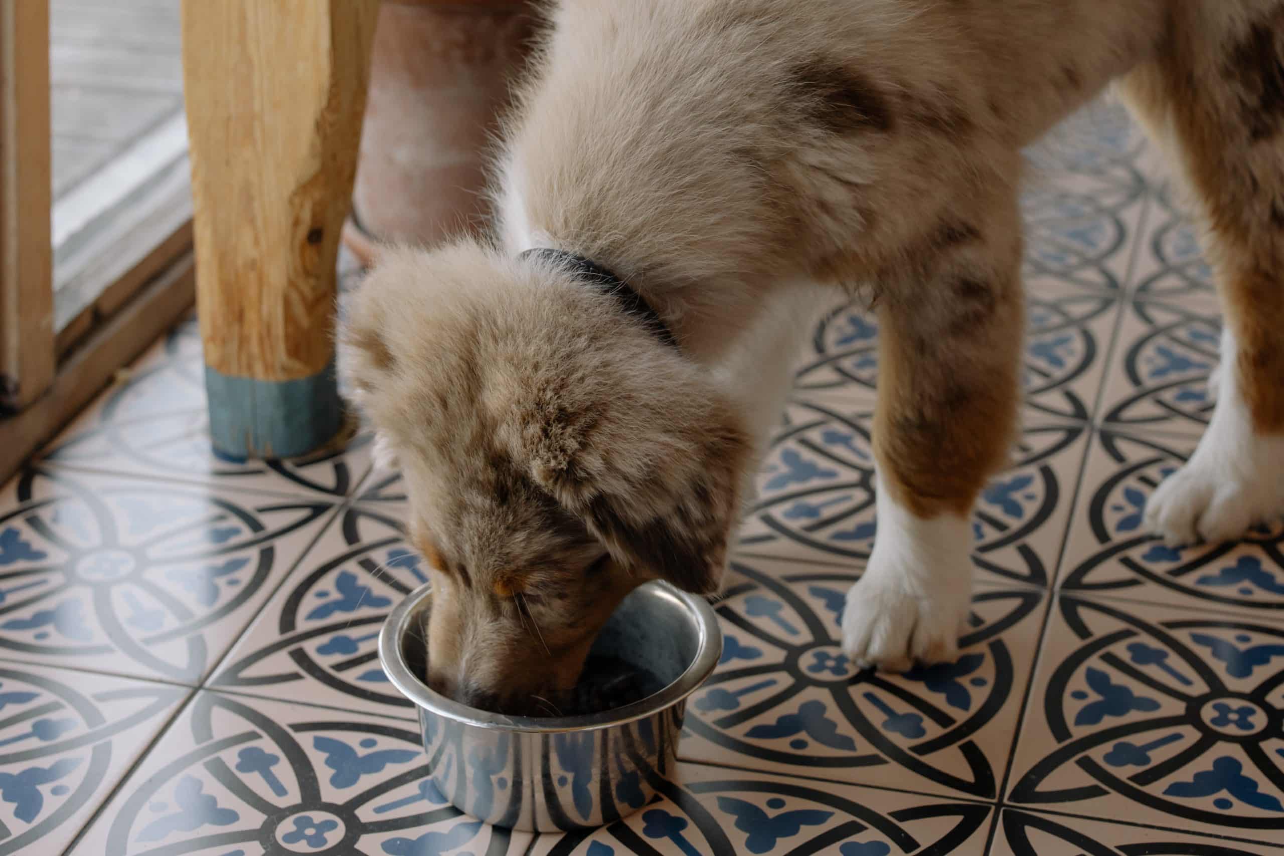 Puppy eating from food bowl.