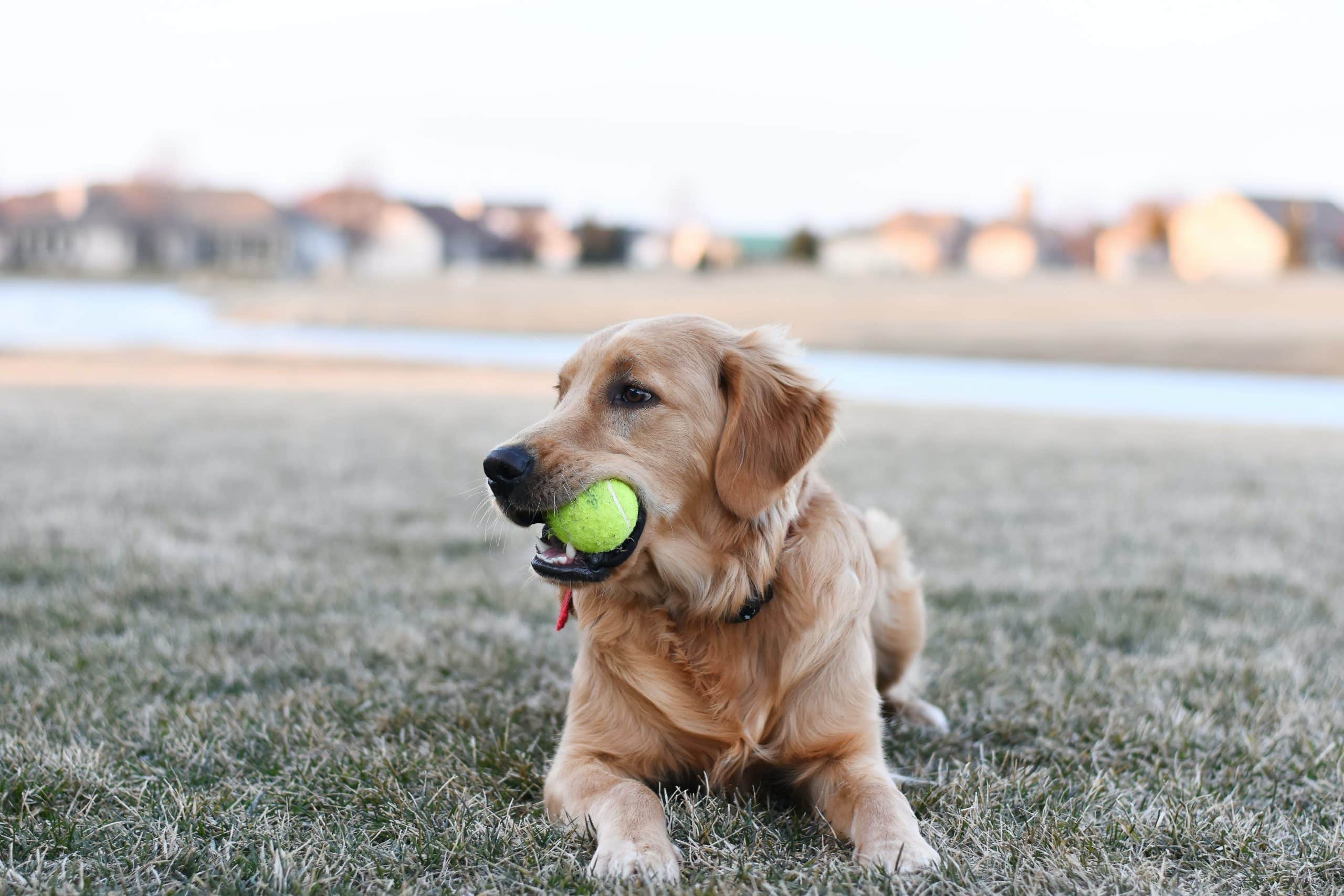 Golden Retriever lying on grass with tennis ball in its mouth