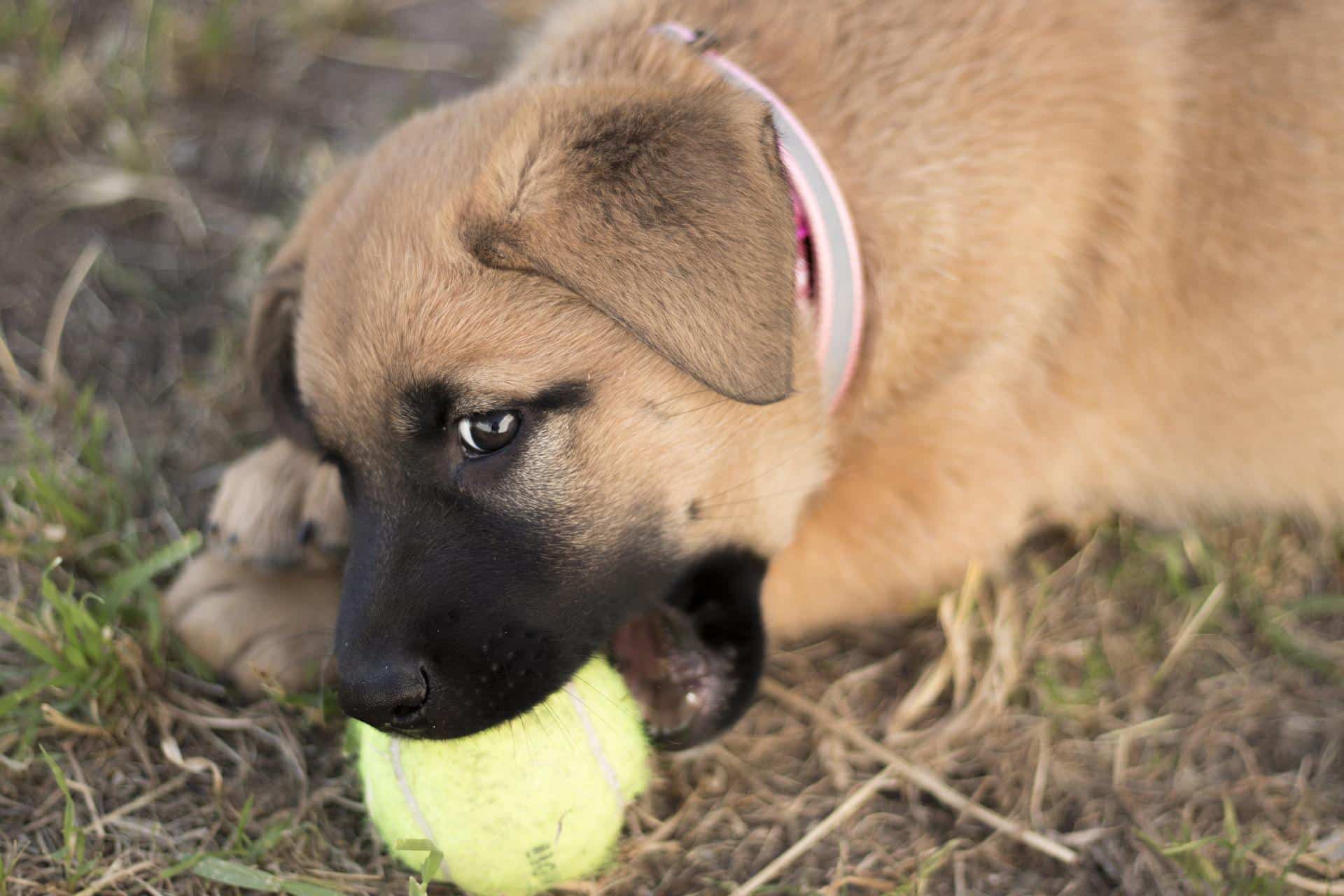 cute puppy chewing on tennis ball