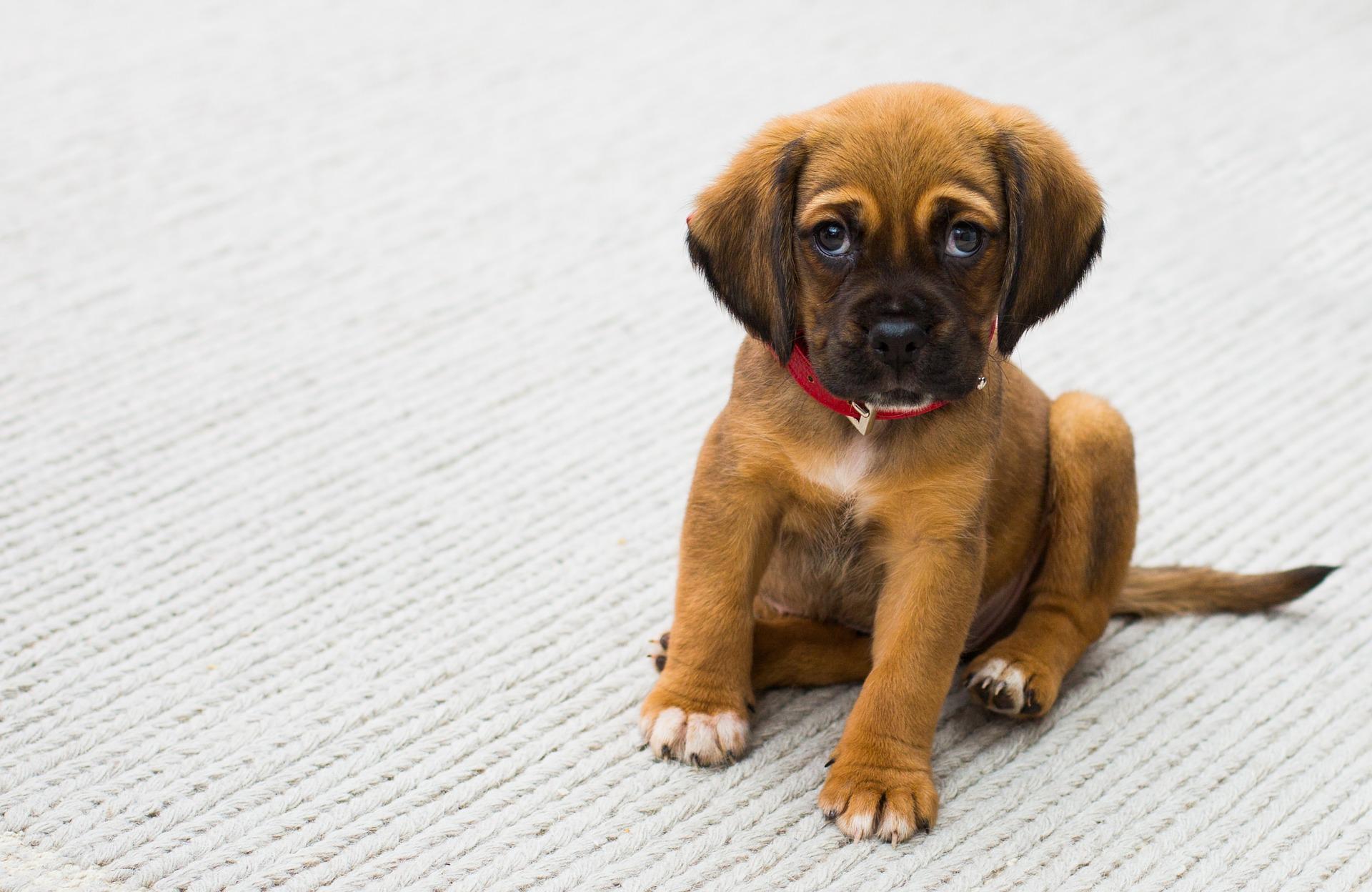 brown puppy sitting on white rug