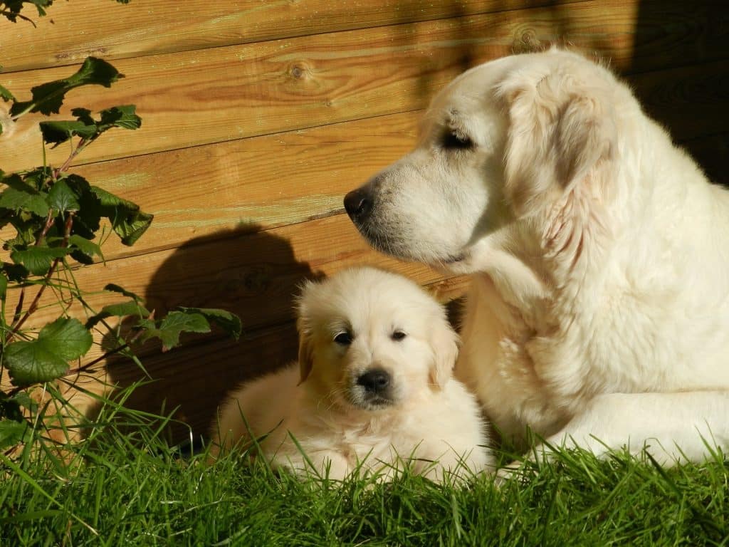 An adult golden retriever sits with a puppy