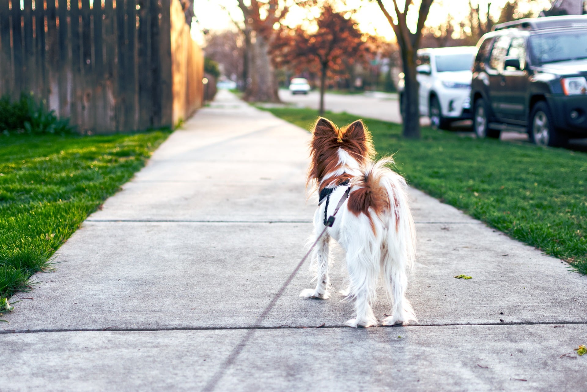 Dog being walked on a sidewalk.