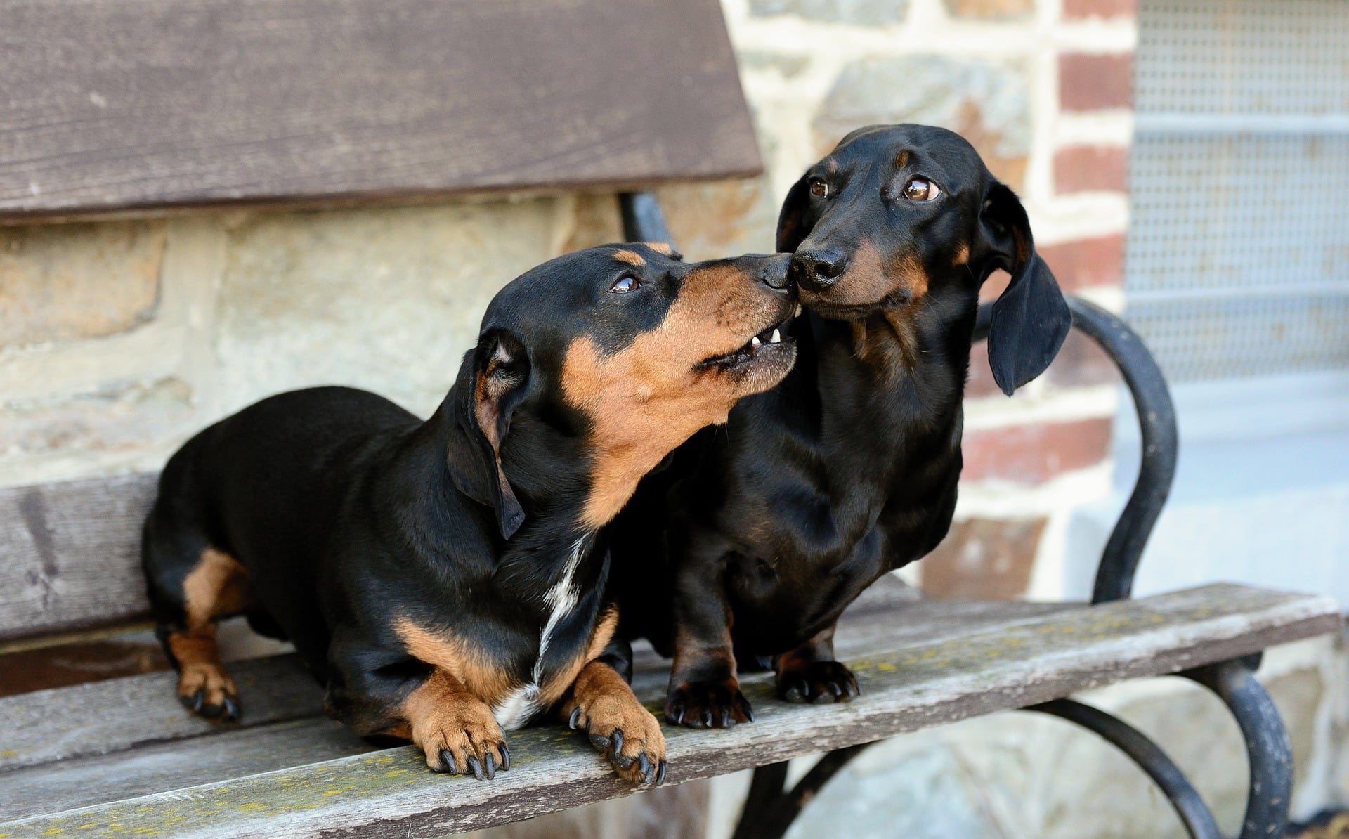Two wiener dogs sit on a park bench