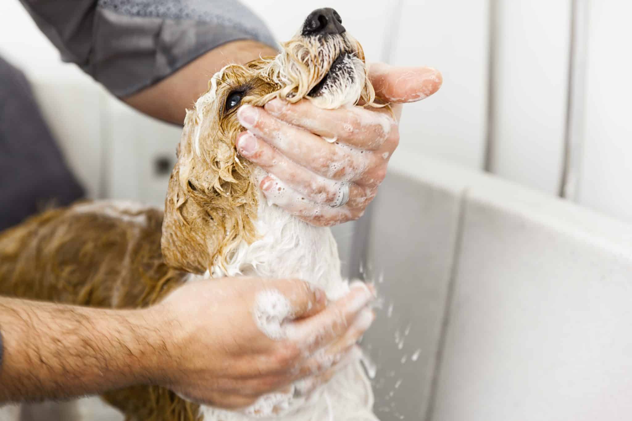 small dog getting soaped up in the bath