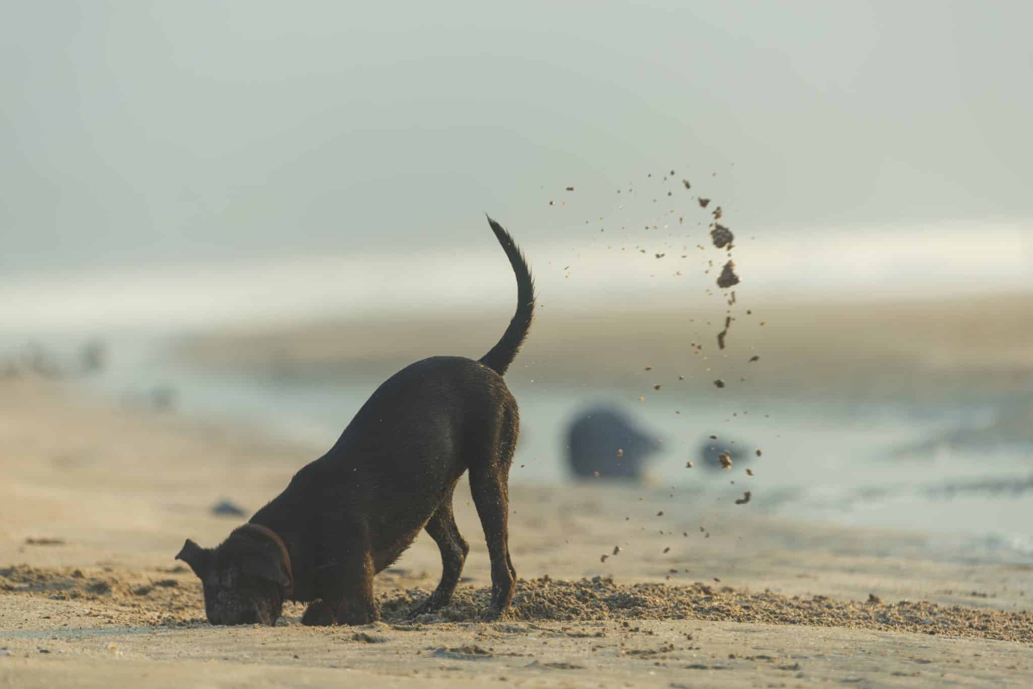 A dog digging a hole in the sand while at the beach.