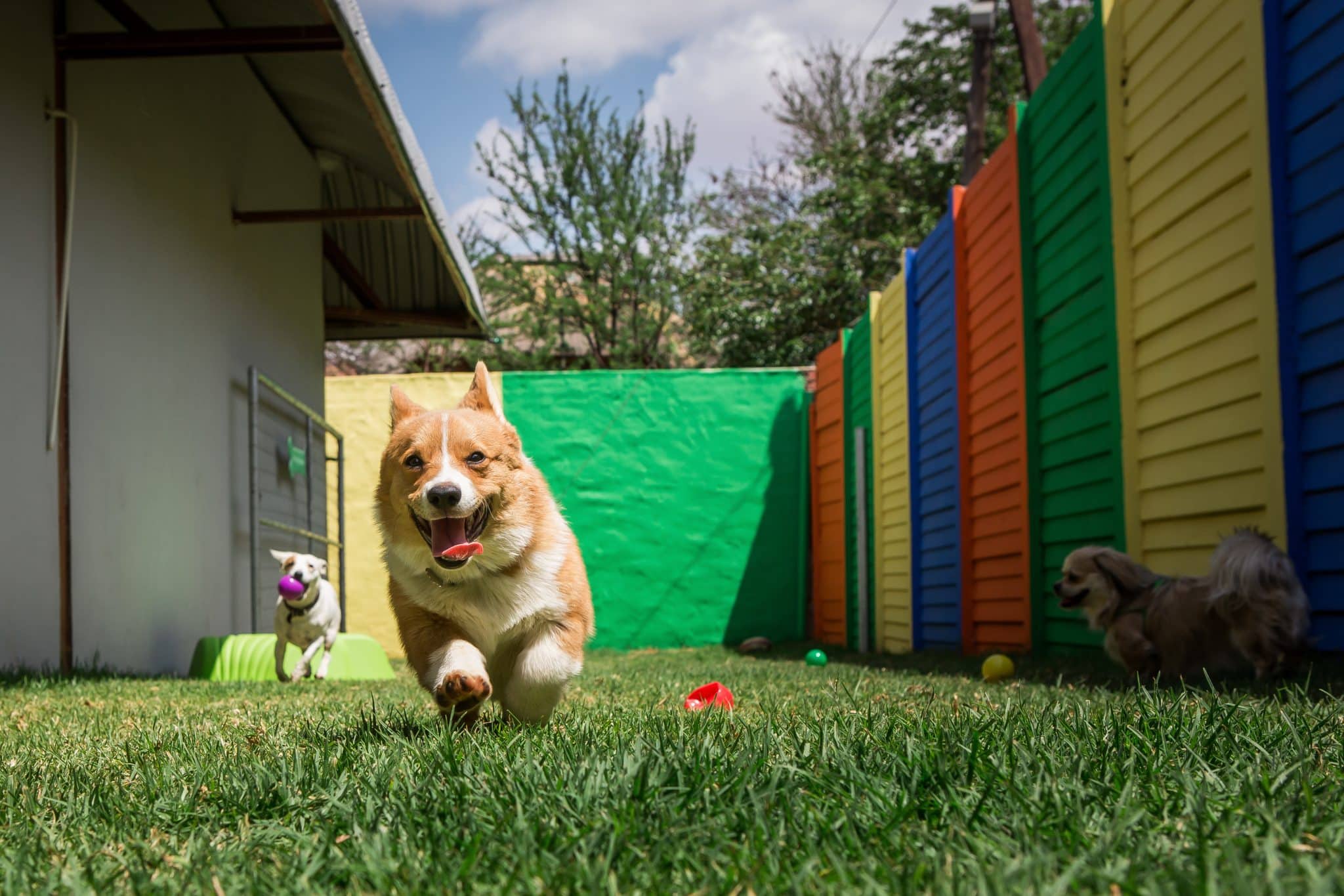 Happy dog running through the backyard