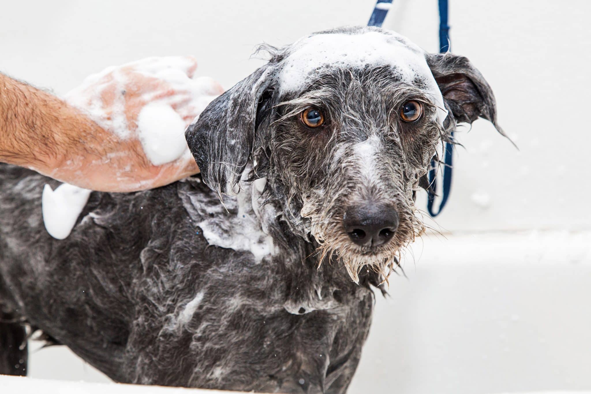 A soapy dog getting a bath in the tub.
